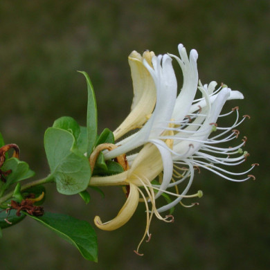 Lonicera japonica 'Halliana'