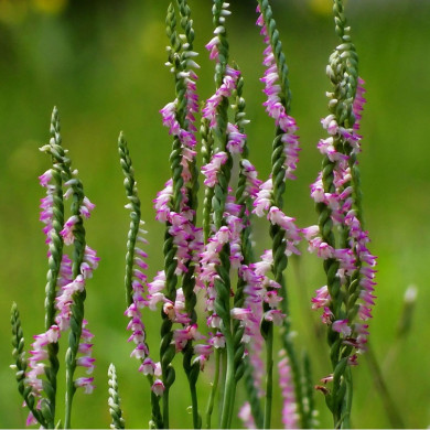 Spiranthes sinensis