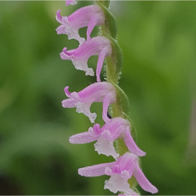 Spiranthes sinensis