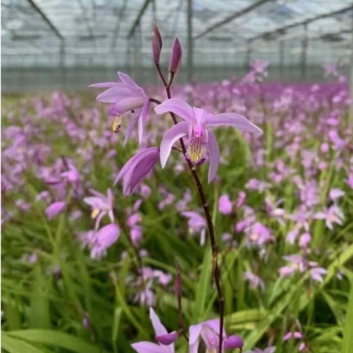 Bletilla striata 'Penway Paris'
