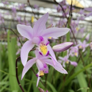 Bletilla striata 'Penway Paris'