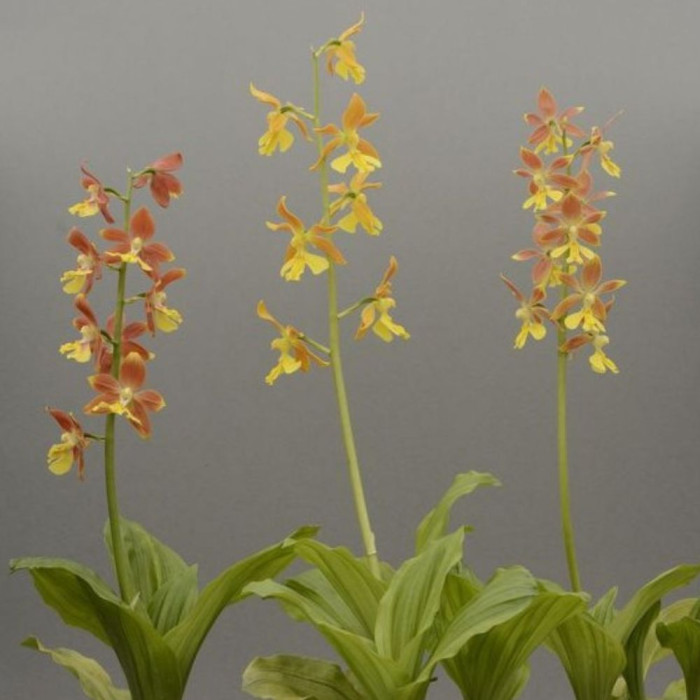 Calanthe striata 'Takane'