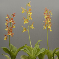 Calanthe striata 'Takane'