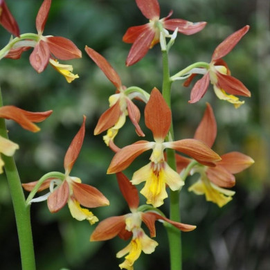 Calanthe striata 'Takane'