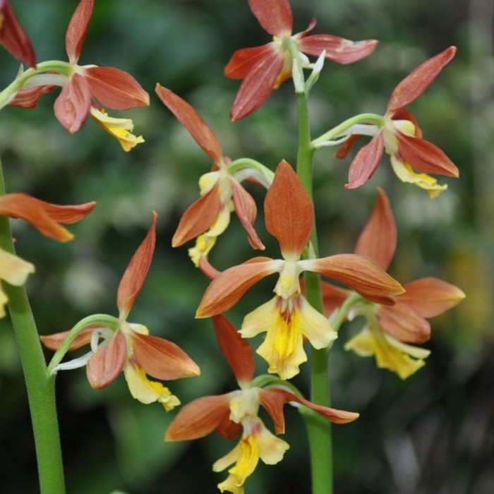 Calanthe striata 'Takane'