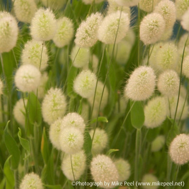 LAGURUS ovatus Bunny tails