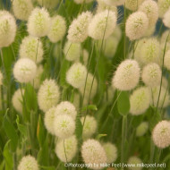 LAGURUS ovatus Bunny tails