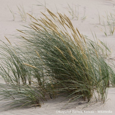 Ammophila arenaria