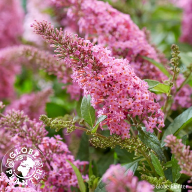 Buddleja davidii 'Botex005' BUTTERFLY CANDY LITTLE PINK