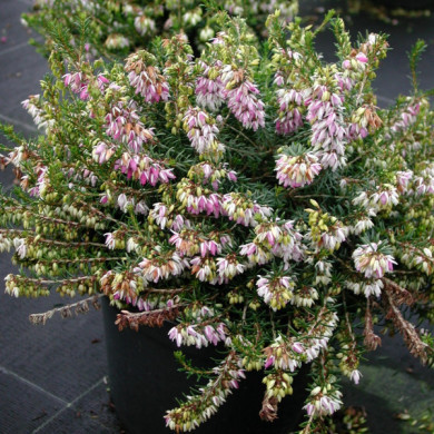 Erica carnea 'Pink Spangles'
