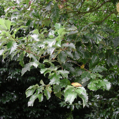 Quercus bicolor