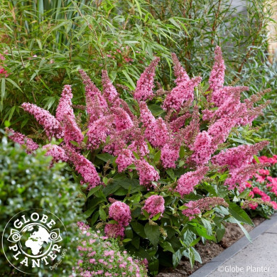 Buddleja davidii 'Botex005' BUTTERFLY CANDY LITTLE PINK