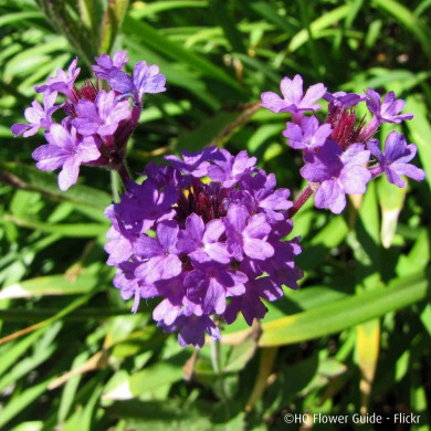 Verbena rigida