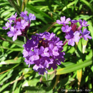 Verbena rigida