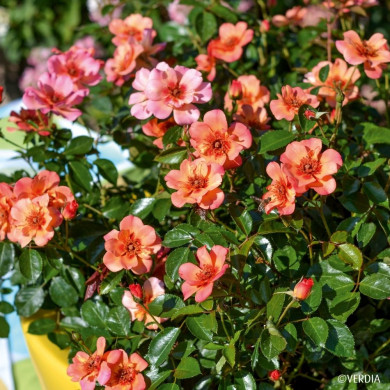 Rosier paysager DECOROSIERS® Baïa®