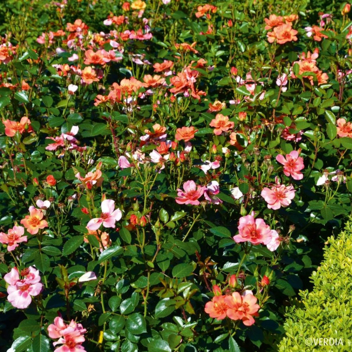 Rosier paysager DECOROSIERS® Baïa®