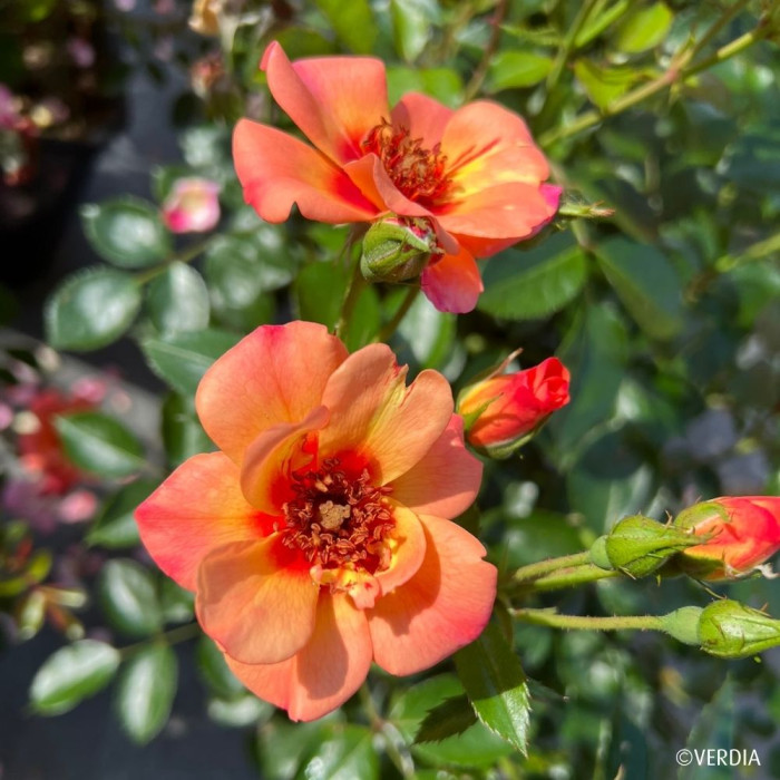 Rosier paysager DECOROSIERS® Baïa®