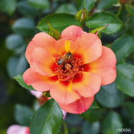 Rosier paysager DECOROSIERS® Baïa®