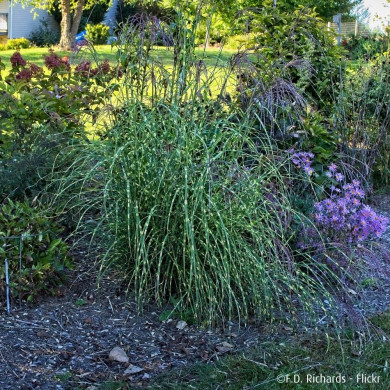 Miscanthus sinensis 'Little Zebra'®