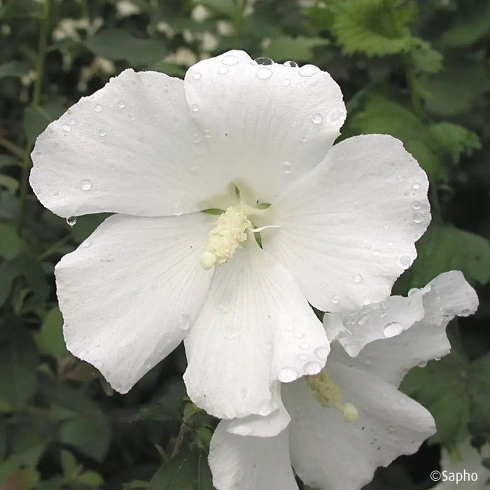 Hibiscus syriacus Eleonore
