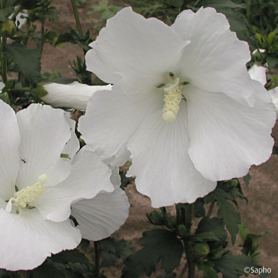 Hibiscus syriacus Eleonore