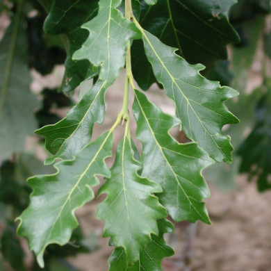 Quercus bicolor