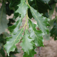 Quercus bicolor