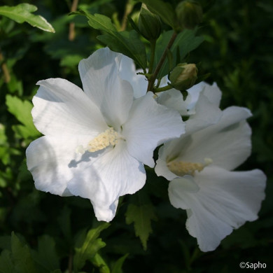 Hibiscus syriacus Eleonore
