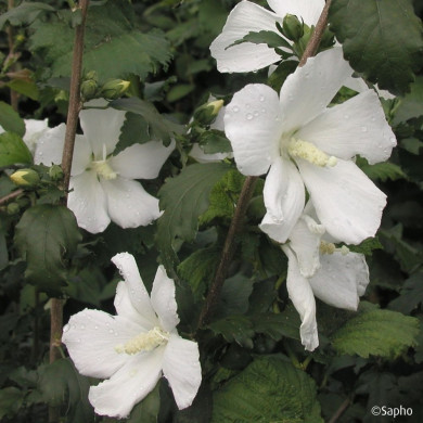 Hibiscus syriacus Eleonore