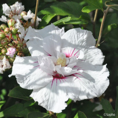 Hibiscus syriacus CHINA CHIFFON® 'Bricutts'