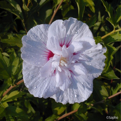 Hibiscus syriacus CHINA CHIFFON® 'Bricutts'