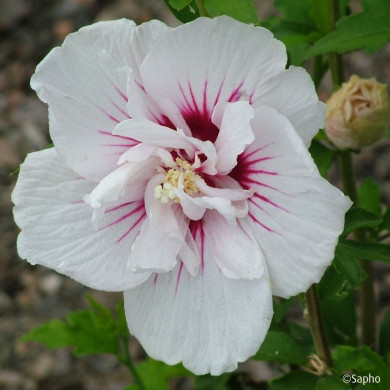 Hibiscus syriacus CHINA CHIFFON® 'Bricutts'