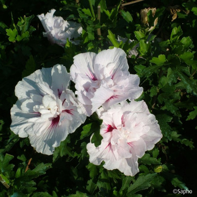 Hibiscus syriacus CHINA CHIFFON® 'Bricutts'