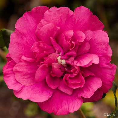 Hibiscus syriacus Magenta Chiffon® Rwoods5