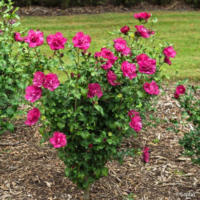 Hibiscus syriacus Magenta Chiffon® Rwoods5