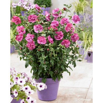 Hibiscus syriacus Magenta Chiffon® Rwoods5