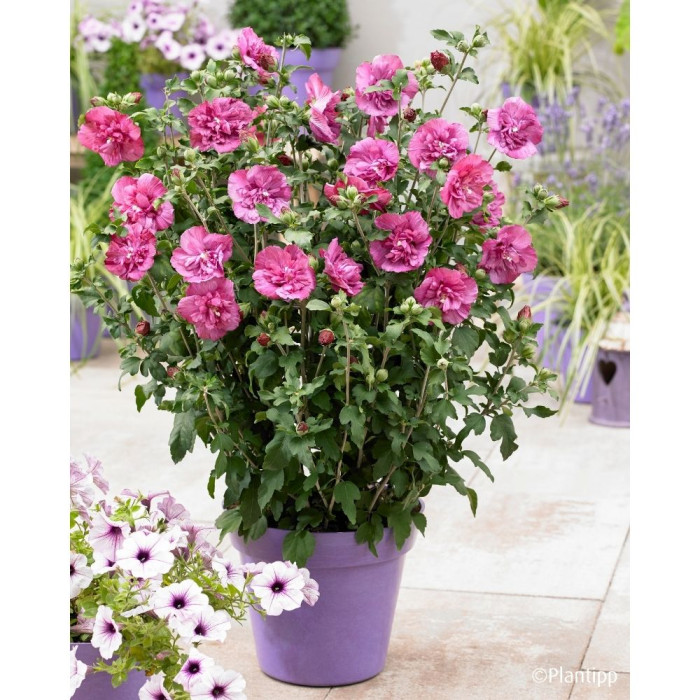 Hibiscus syriacus Magenta Chiffon® Rwoods5