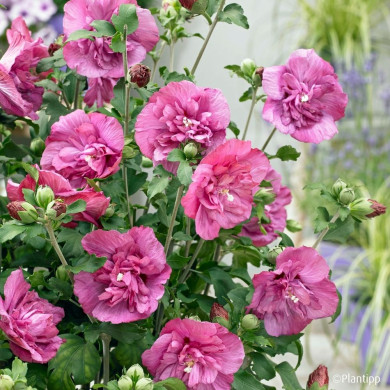 Hibiscus syriacus Magenta Chiffon® Rwoods5