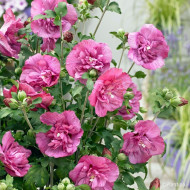 Hibiscus syriacus Magenta Chiffon® Rwoods5