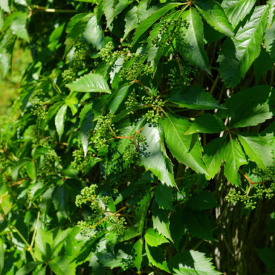 Parthenocissus quinquefolia