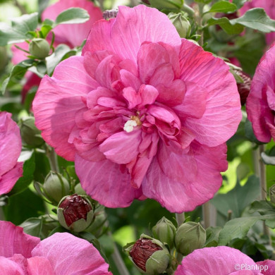 Hibiscus syriacus Magenta Chiffon® Rwoods5