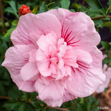 Hibiscus syriacus 'Jwnwood4' PINK CHIFFON®