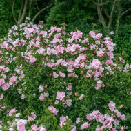 Hibiscus syriacus 'Jwnwood4' PINK CHIFFON®
