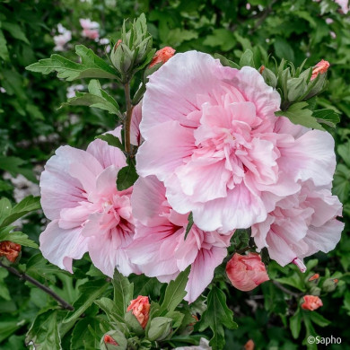 Hibiscus syriacus 'Jwnwood4' PINK CHIFFON®