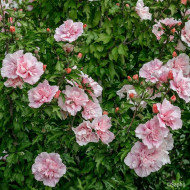 Hibiscus syriacus 'Jwnwood4' PINK CHIFFON®