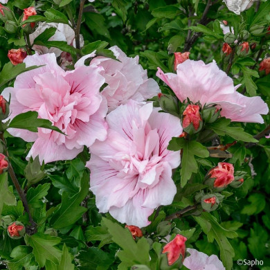 Hibiscus syriacus 'Jwnwood4' PINK CHIFFON®