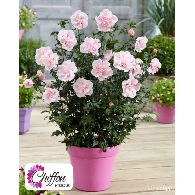 Hibiscus syriacus 'Jwnwood4' PINK CHIFFON®