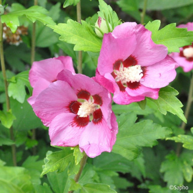 Hibiscus syriacus PINK GIANT® 'Flogi'
