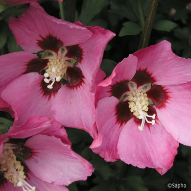 Hibiscus syriacus PINK GIANT® 'Flogi'
