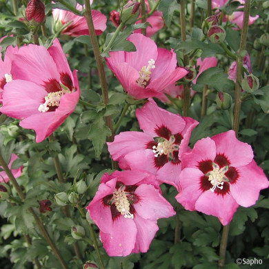 Hibiscus syriacus PINK GIANT® 'Flogi'